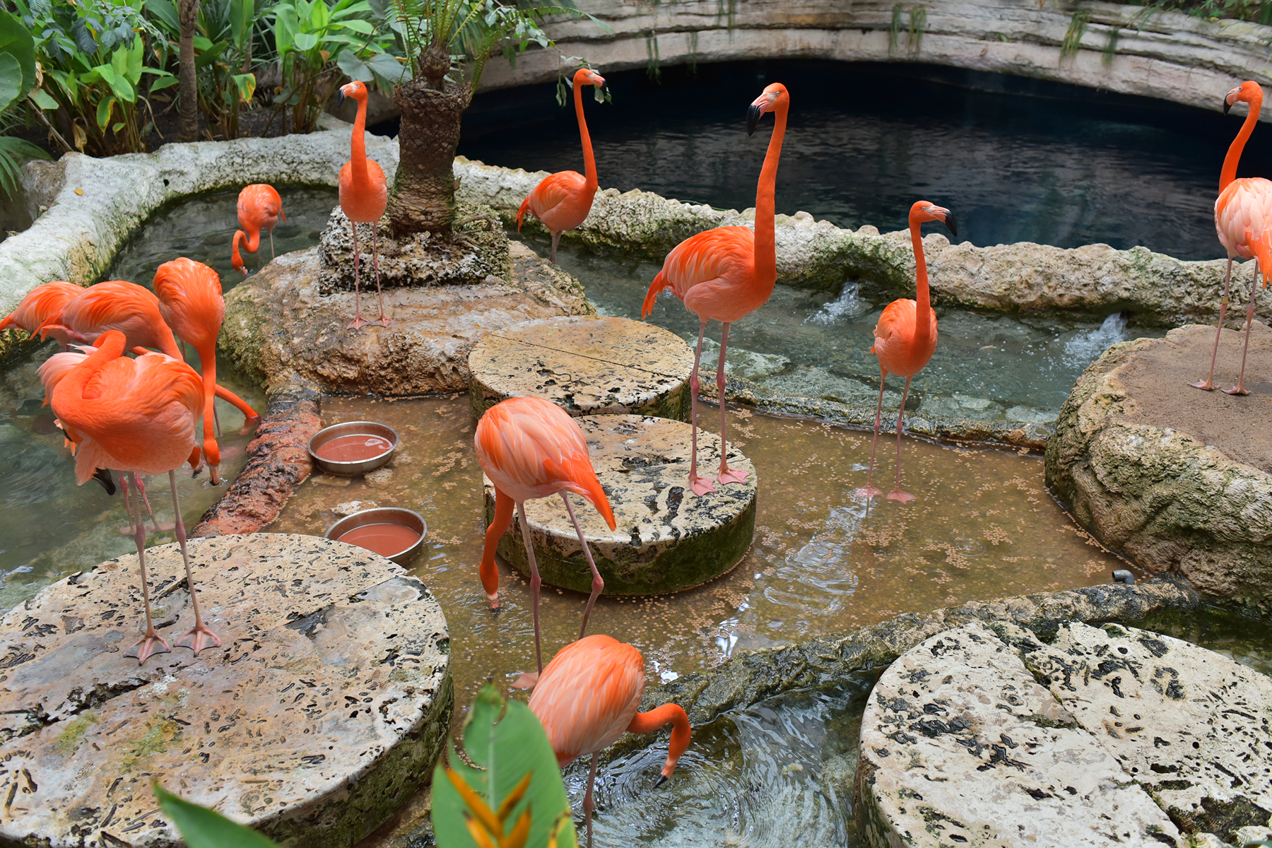 Sarasota Jungle Gardens